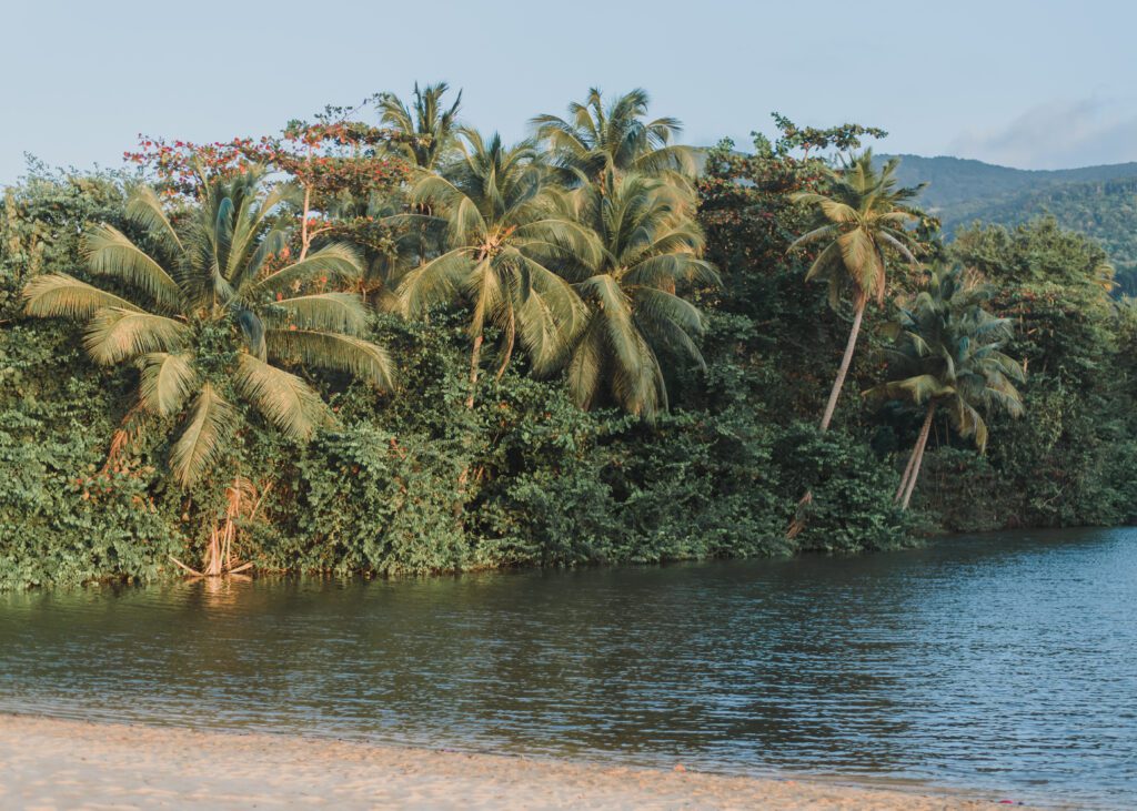 palm trees along the french guadeloupe coast