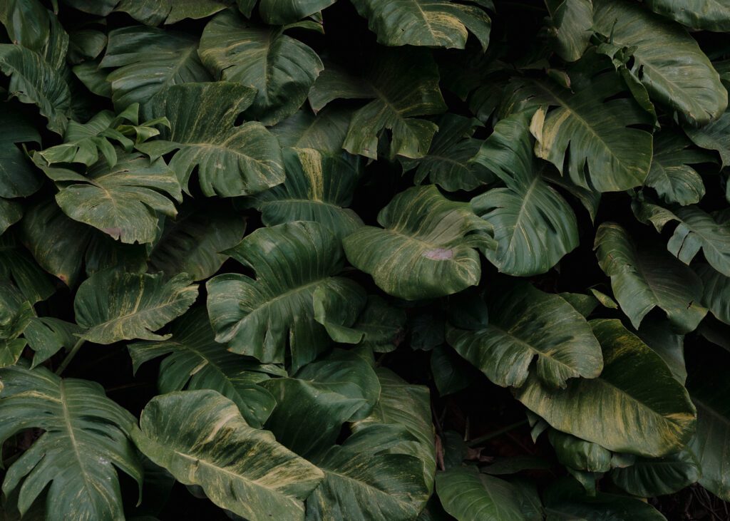 hawaiin foliage along beach