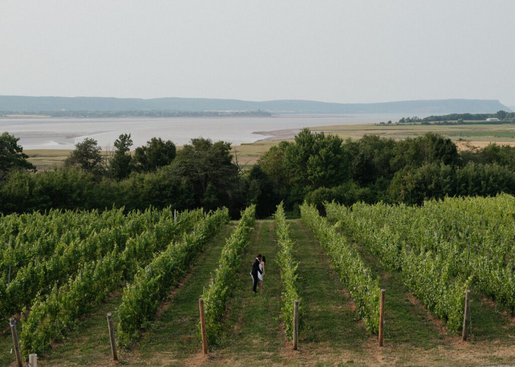 canadian couple during their elopement walking the vineyards in nova scotia